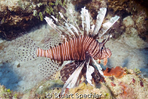 A beautiful invader.  We dived in Turks 3 years ago and d... by Stuart Spechler 